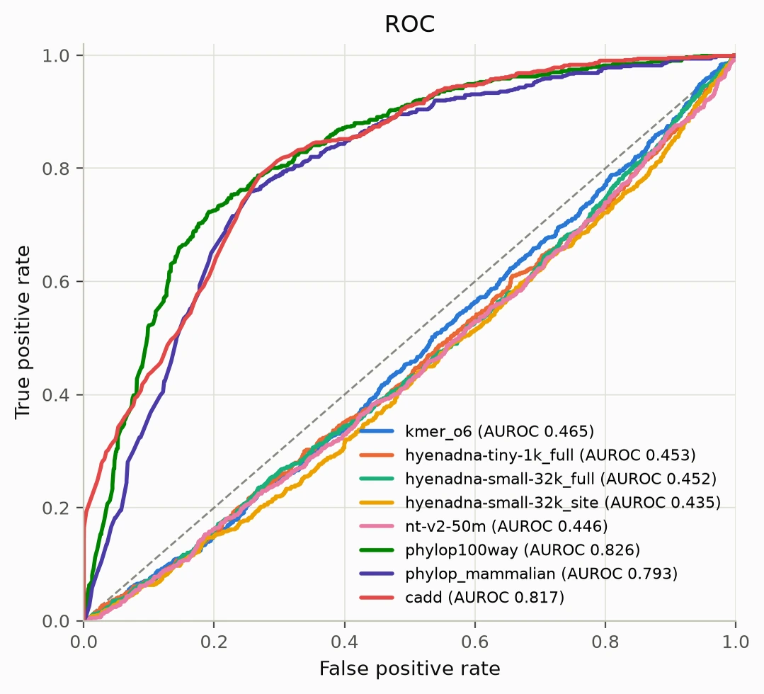 ROC curves for eight scorers on 3,644 BRCA1 SNVs. Three curves, phyloP 100-way, phyloP mammalian and CADD, rise well above the diagonal chance line, between 0.79 and 0.83 AUROC. Five curves, an order-6 k-mer Markov model, three HyenaDNA variants and Nucleotide Transformer v2, sit on or just below the diagonal, all between 0.435 and 0.465 AUROC.